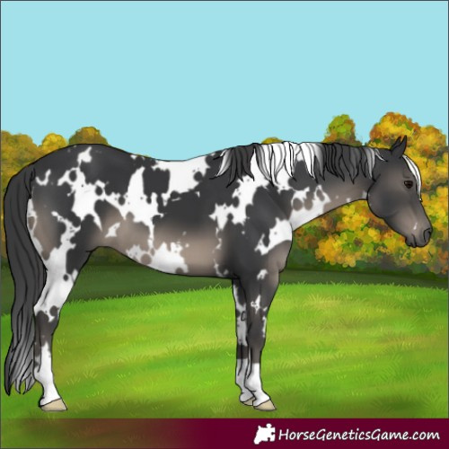 Horse Color:White Spotted Black 