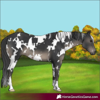 Horse Color:White Spotted Black
