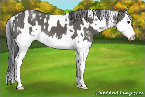 Horse Color:Grullo Sabino Splash and Grullo Sabino Splash