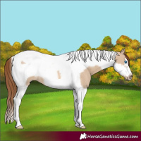 Horse Color:Red Dun Tobiano Frame 