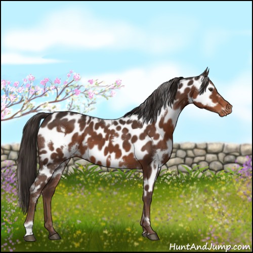 Horse Color:White Spotted Liver Chestnut Appaloosa 