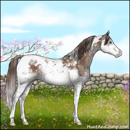 Horse Color:White Spotted Liver Chestnut Splash Tobiano Appaloosa 
