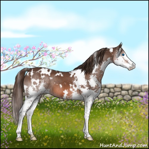 Horse Color:White Spotted Liver Chestnut Splash 