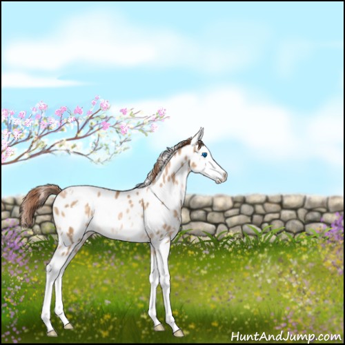 Horse Color:White Spotted Buckskin Pearl Sabino Splash Appaloosa 