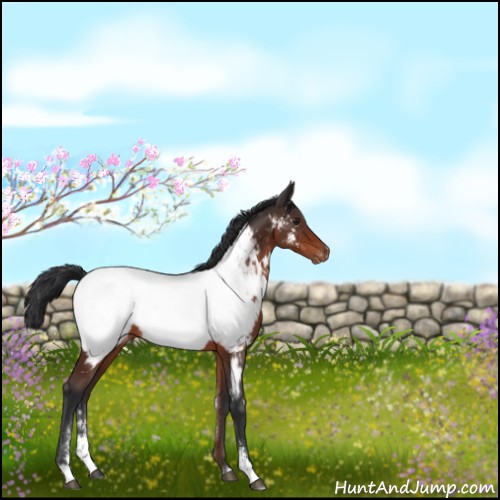 Horse Color:Brown Sabino Appaloosa 