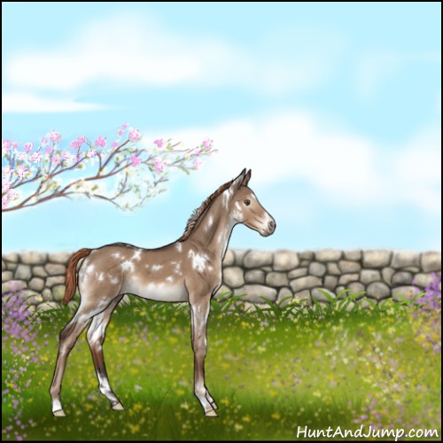 Horse Color:White Spotted Liver Red Dun 