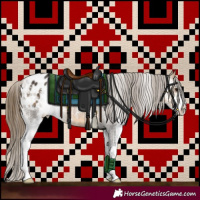 Horse Color:Buckskin Sabino Appaloosa 