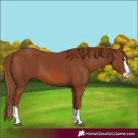 Horse Color:Chestnut Splash 