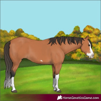 Horse Color:Bay Splash 