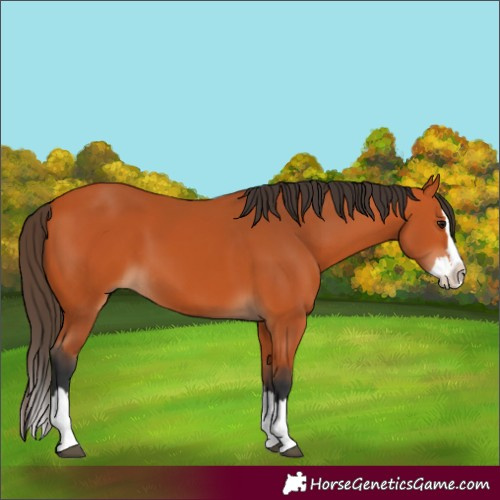 Horse Color:Bay Splash 