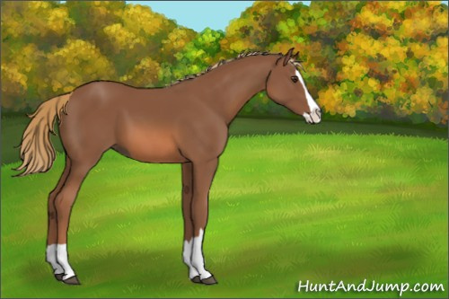 Horse Color:Chestnut Splash 