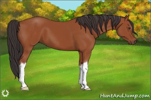 Horse Color:Bay 