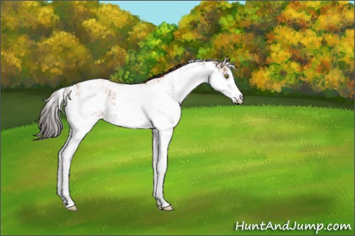Horse Color:Bay Sabino 
