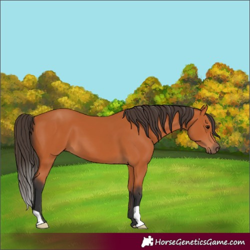 Horse Color:Bay 