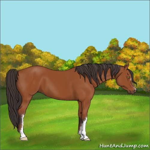 Horse Color:Bay 