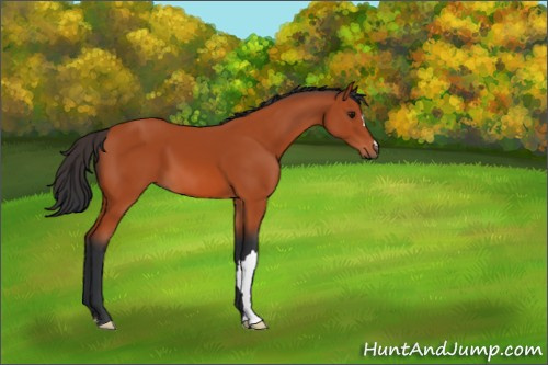 Horse Color:Bay 