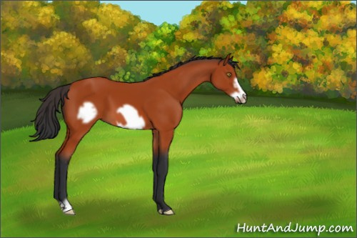 Horse Color:Bay Frame 