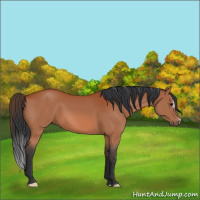 Horse Color:Brown 