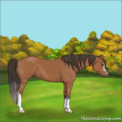 Horse Color:Bay 