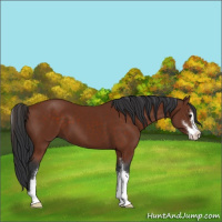 Horse Color:Brown Sabino 