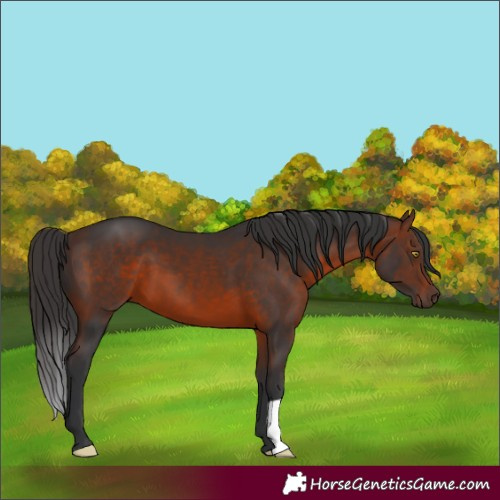 Horse Color:Brown 
