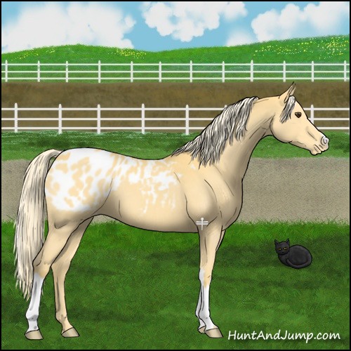 Horse Color:Palomino Appaloosa 