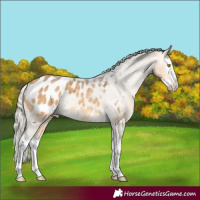 Horse Color:Silver Buckskin Roan Splash Appaloosa Rabicano