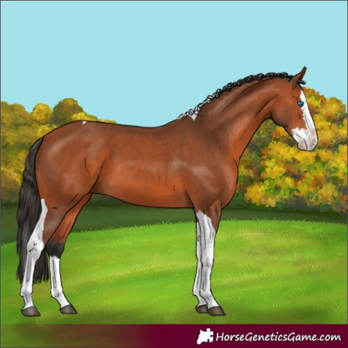 Horse Color:Bay Splash Tobiano 