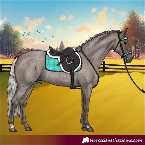 Horse Color:Silver Blue Roan 