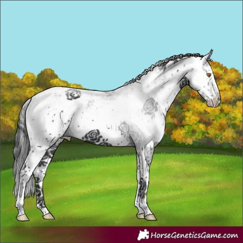 Horse Color:Black Sabino 