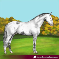 Horse Color:Black Sabino