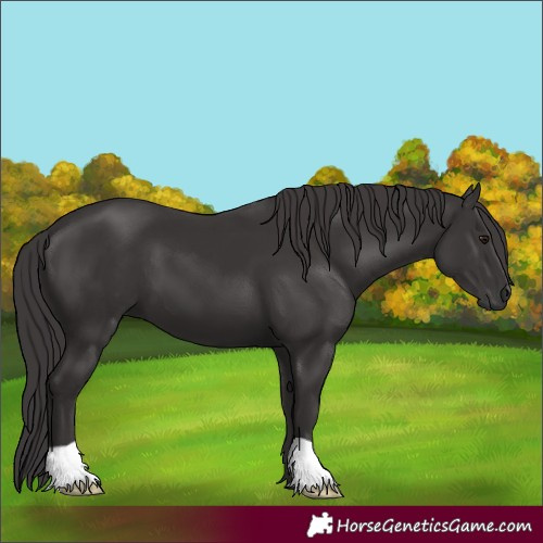 Horse Color:Smoky Black 