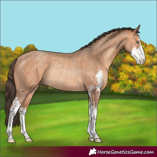 Horse Color:Amber Champagne Sabino Rabicano 