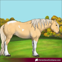 Horse Color:Palomino Dun Tobiano