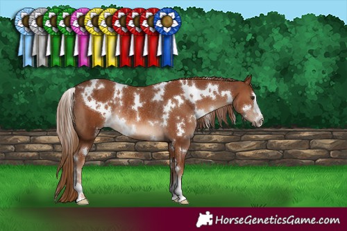 Horse Color:White Spotted Chestnut Rabicano 