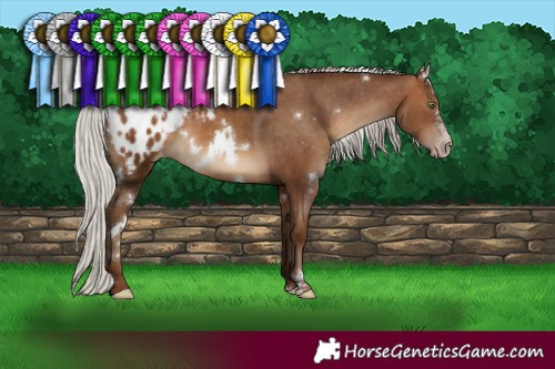 Horse Color:Gray White Spotted Silver Sable Champagne Sabino Varnish Rabicano 