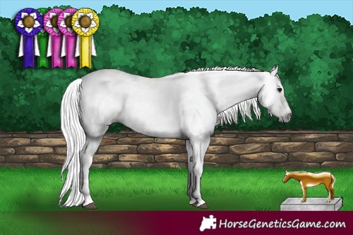 Horse Color:Gray White Spotted Buckskin Dun Sabino Rabicano 