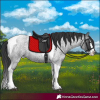 Horse Color:Blue Roan Splash Tobiano