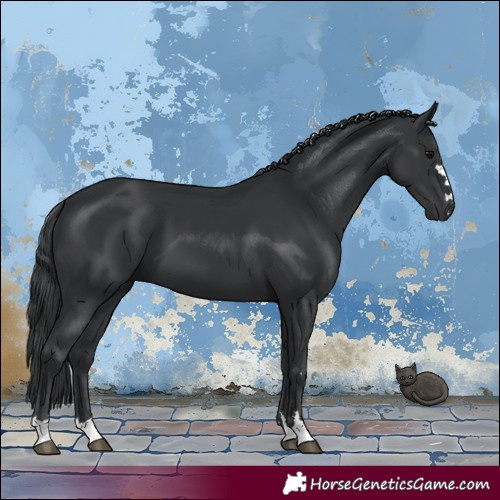 Horse Color:Black 