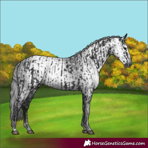 Horse Color:Black  and Gray Black 