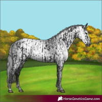 Horse Color:Black  and Gray Black 