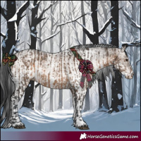Horse Color:Brown Dun  and White Spotted Brown Dun 
