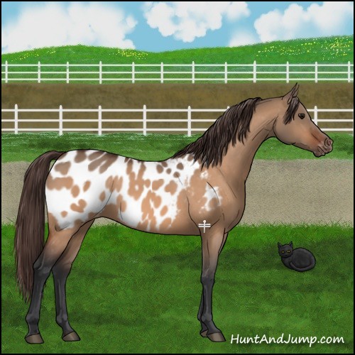 Horse Color:Bay Dun Near Leopard 