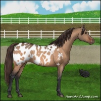 Horse Color:Bay Dun Near Leopard 
