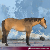 Horse Color:Buckskin 