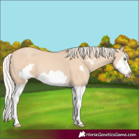 Horse Color:Silver Classic Champagne Dun Splash Frame