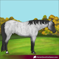 Horse Color:Blue Roan 