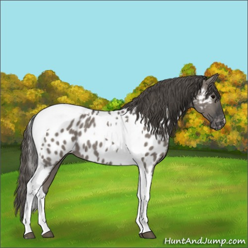Horse Color:Grullo Tobiano Appaloosa 