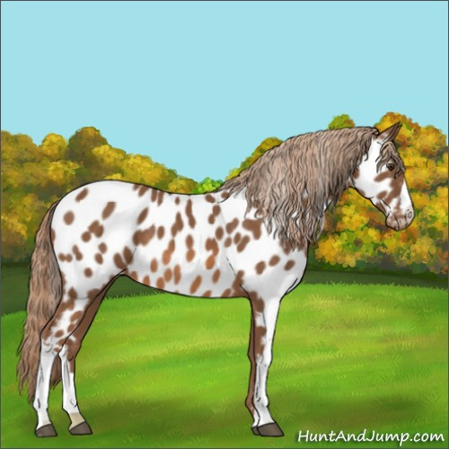 Horse Color:Chestnut Appaloosa 