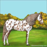 Horse Color:Chestnut Appaloosa 